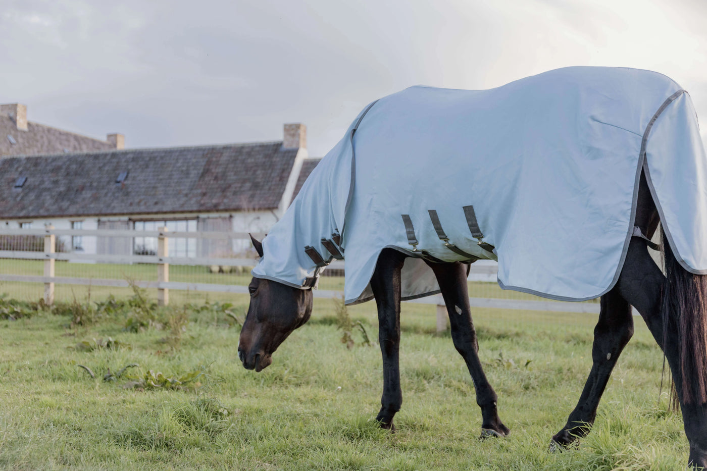 Schwarzes Pferd mit Decke auf der Weide, Hufrehe: Die Krankheit bei deinem Pferd erkennen, behandeln und vorbeugen
