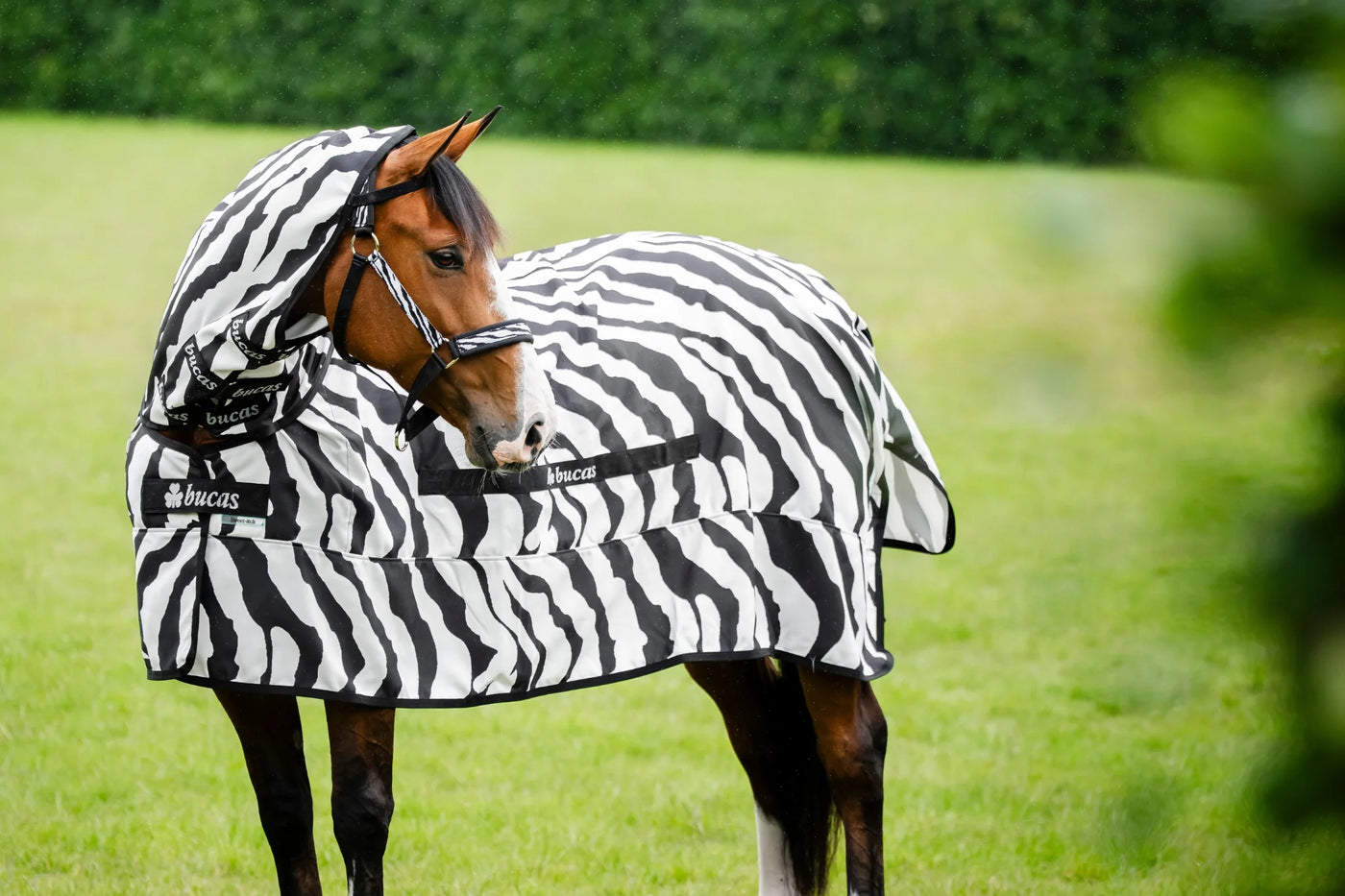 Pferd mit Zebra-Fliegendecke auf der Wiese, Pferd anweiden: Der ultimative Plan für einen gesunden Start in die Weidesaison.
