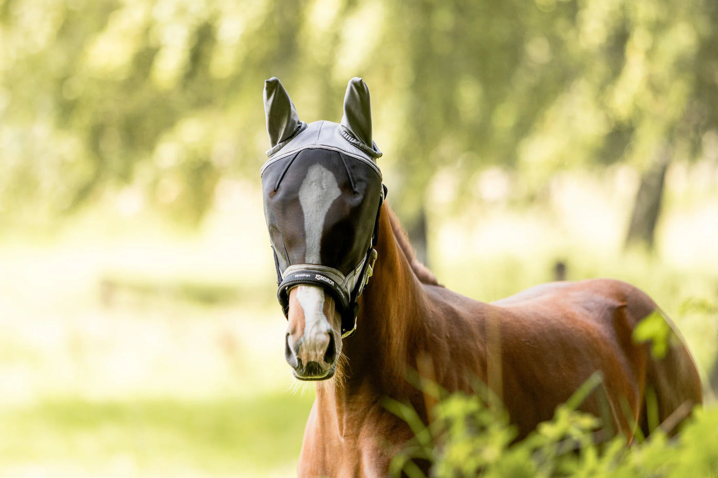 Braunes Pferd mit Fliegenmaske auf der Weide, Fliegenschutz für dein Pferd: Die besten Lösungen für Sommer, Weide & Stall.