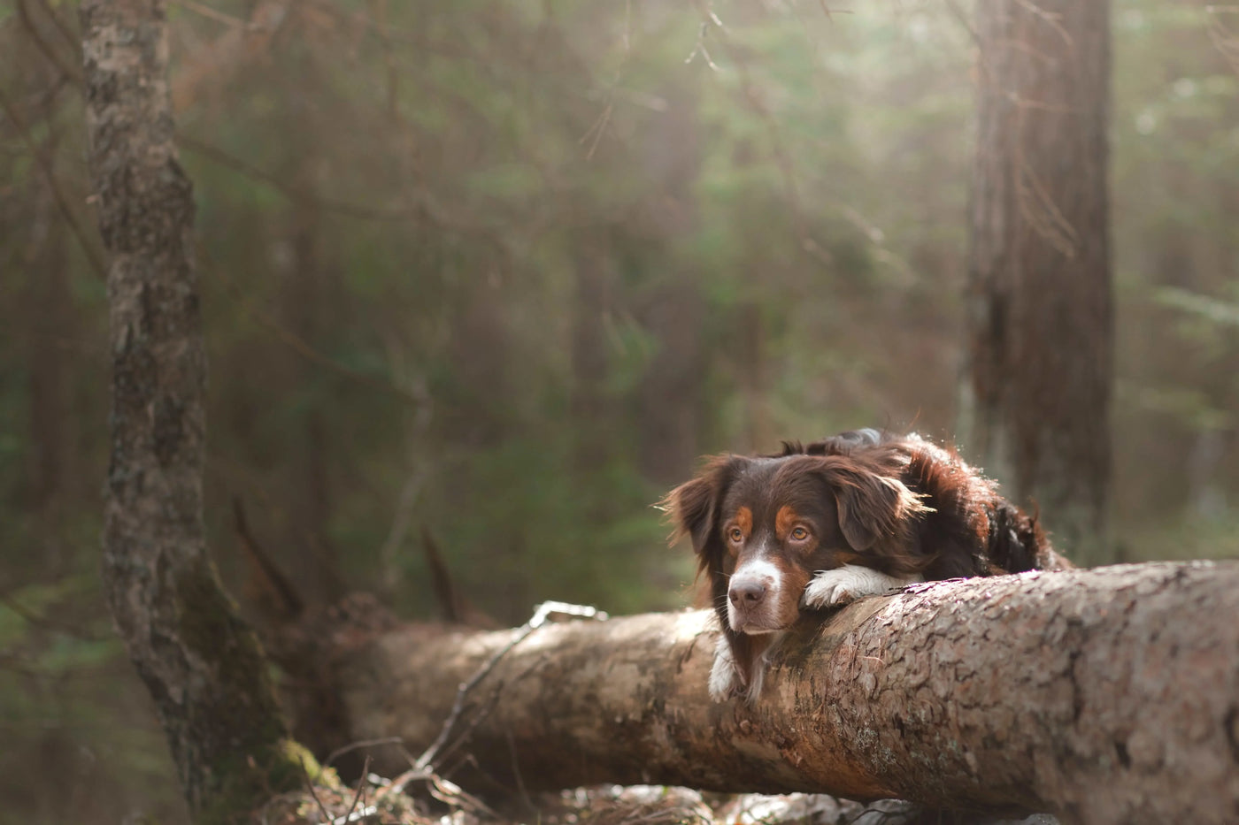 Aussie liegt auf einem Baumstamm im Wald, Intelligent und liebeswürdig! Wir stellen dir den Aussie vor.