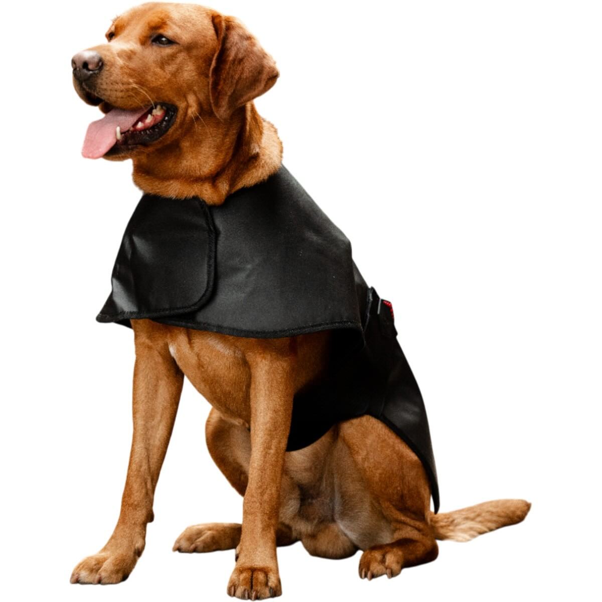 Collection Sale für den Hund, brauner Hund mit schwarzem Umhang vor weißem Hintergrund. Collection Sale für den Hund, brauner Hund mit schwarzem Umhang vor weißem Hintergrund.