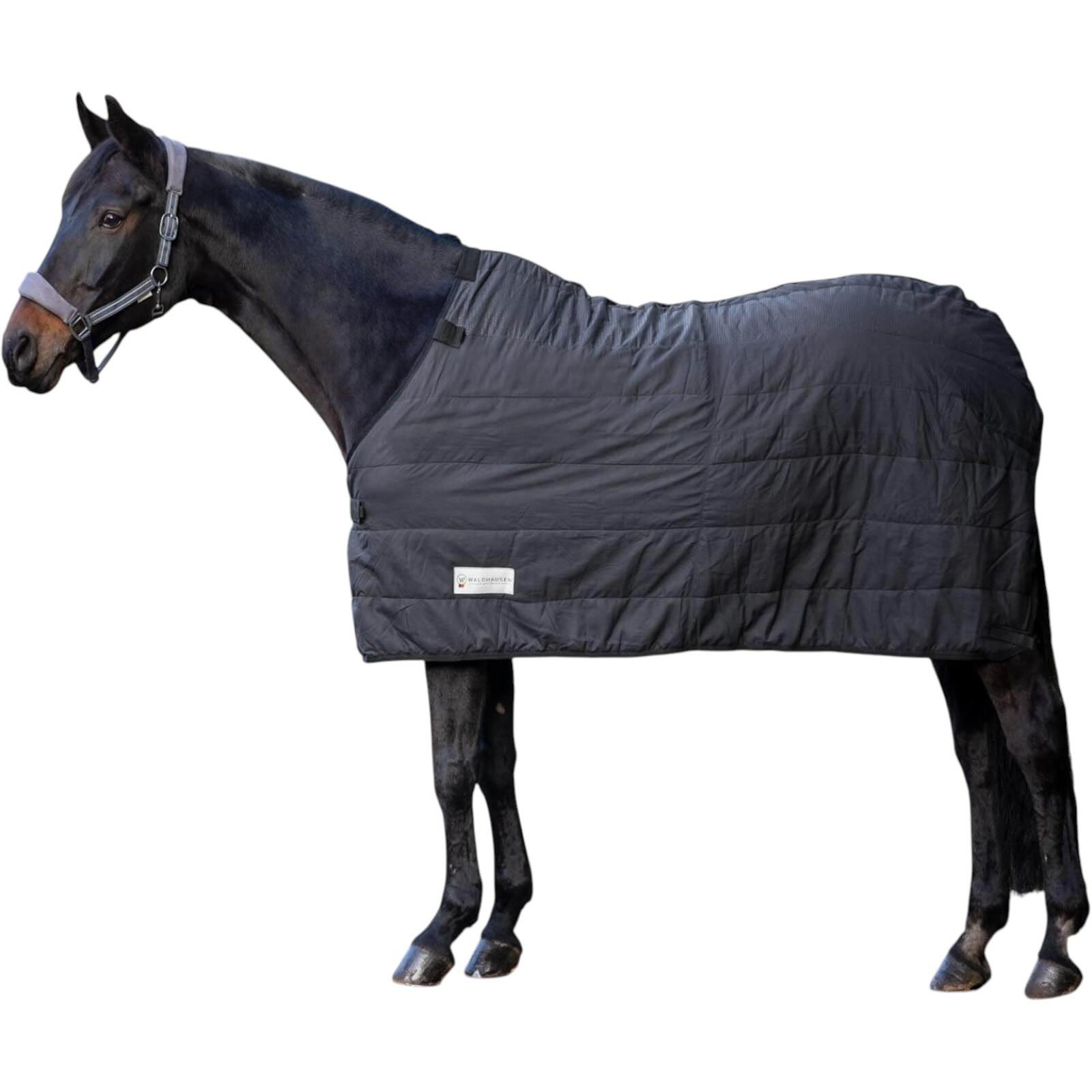 2+1 Aktion - für das Pferd, schwarzes Pferd mit Decke von Waldhausen. 2+1 Aktion - für das Pferd, schwarzes Pferd mit Decke von Waldhausen.