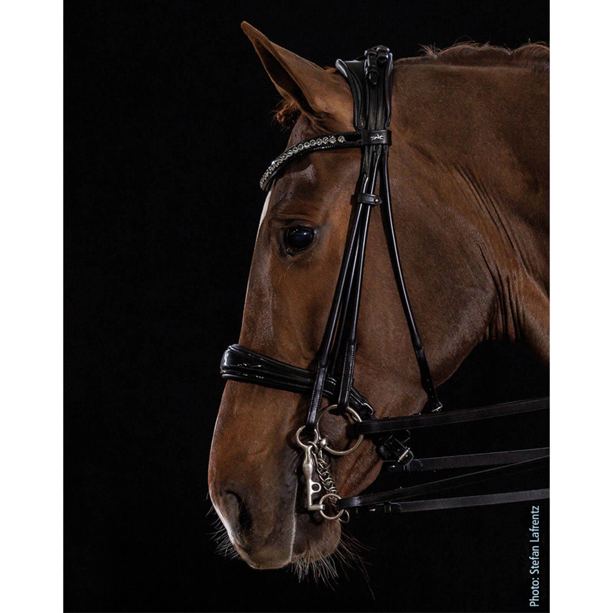 Schockemöhle Sports Kandare Kensington Kandarenzaum, schwarz, Pferd trägt die Kandare im Profil.