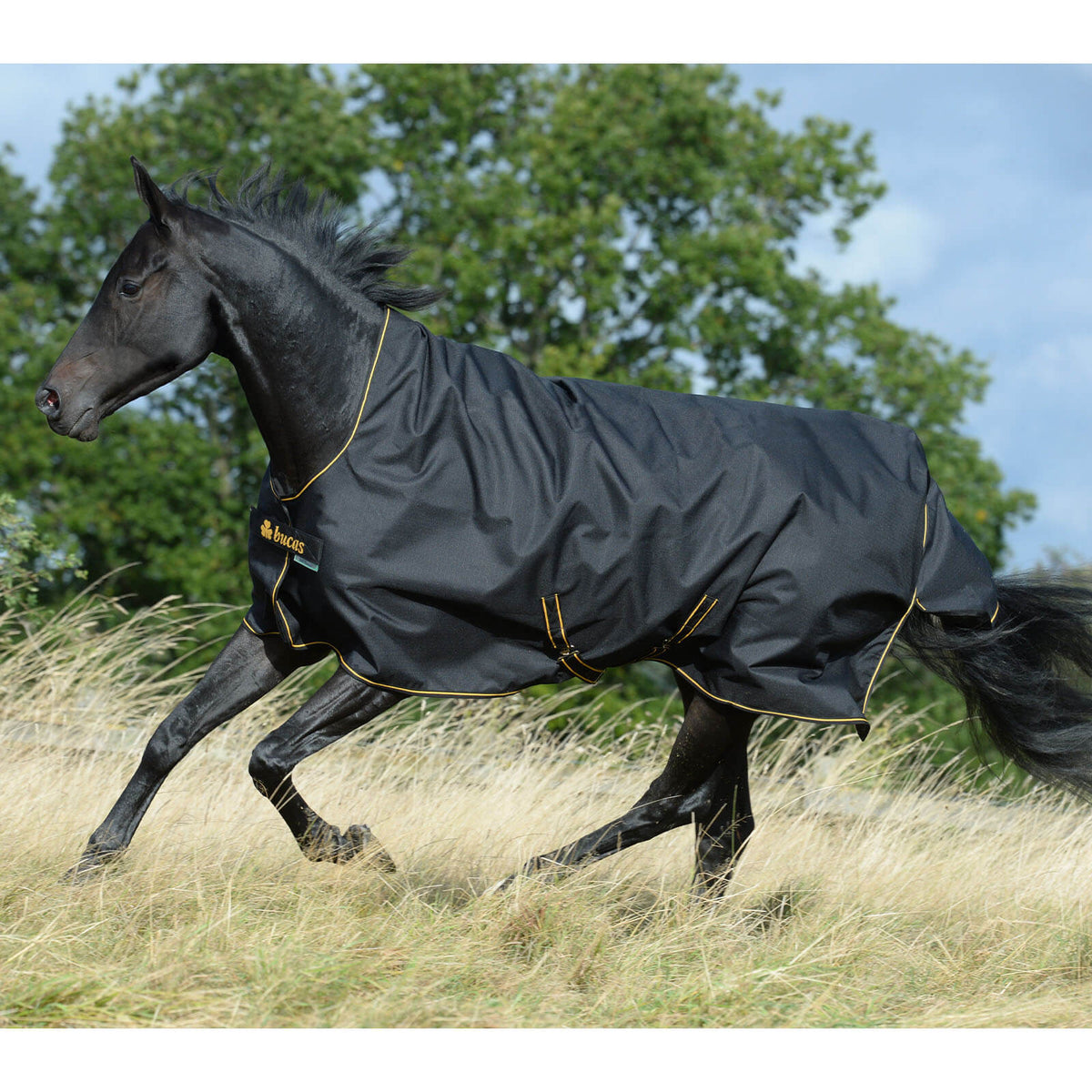 Bucas Outdoordecke 300g Irish Turnout High Neck Weidedecke, Schwarz, Pferd auf der Weide.