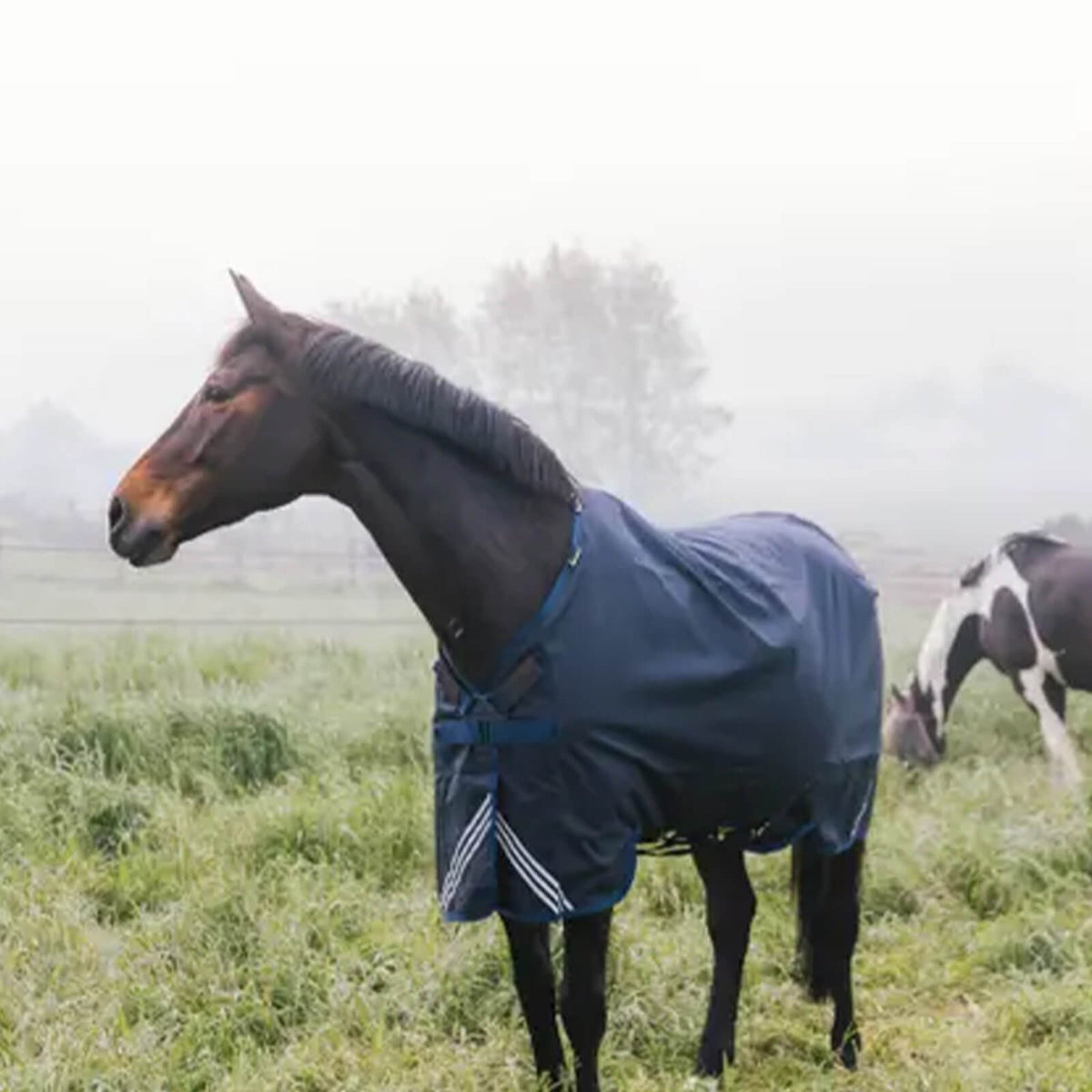 Kentucky Horsewear Outdoordecke 200g All Weather Waterproof Comfort Winterdecke, Blau, Pferd auf der Weide.