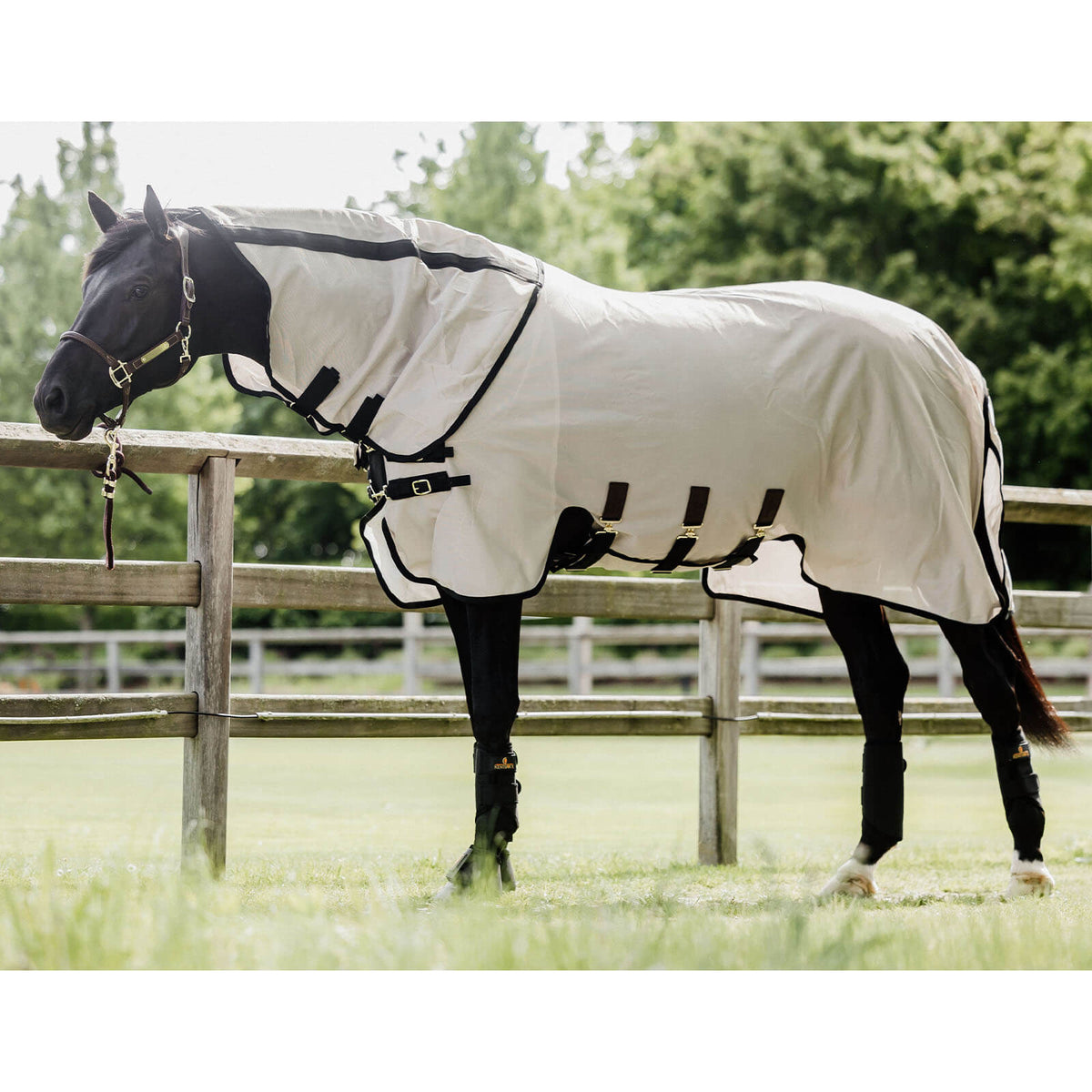 Kentucky Horsewear Fliegendecke Classic, White, Pferd trägt die Decke auf der Weide.