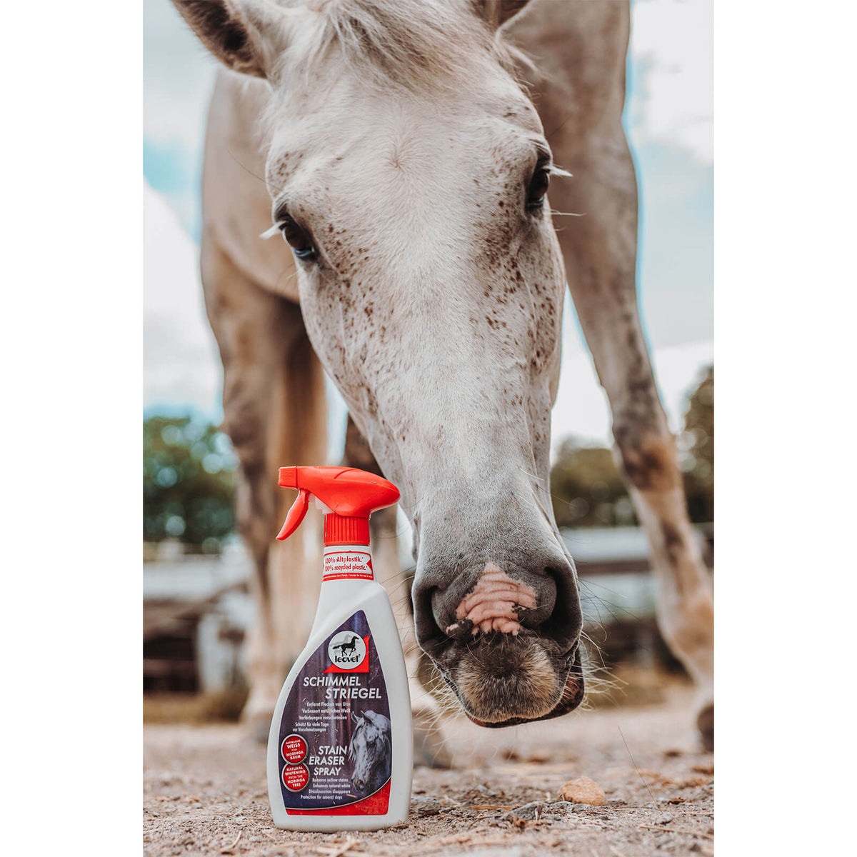leovet Schimmel Striegel Pferd Anti-Flecken, Rot-Weiß, Pferd beschnuppert Sprayflasche im Stall.