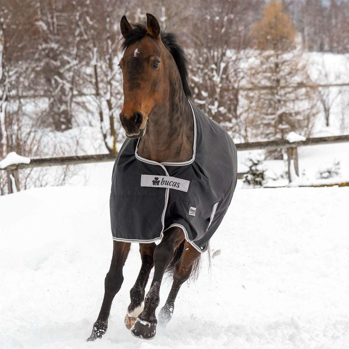 Bucas Outdoordecke 50g Anniversary Turnout Weidedecke, Schwarz, Pferd im Schnee.