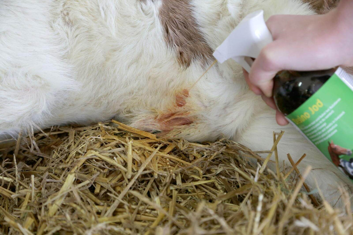 Desinfektionsspray Desino Jod Plus, Anwendung bei Tier auf Wunde.