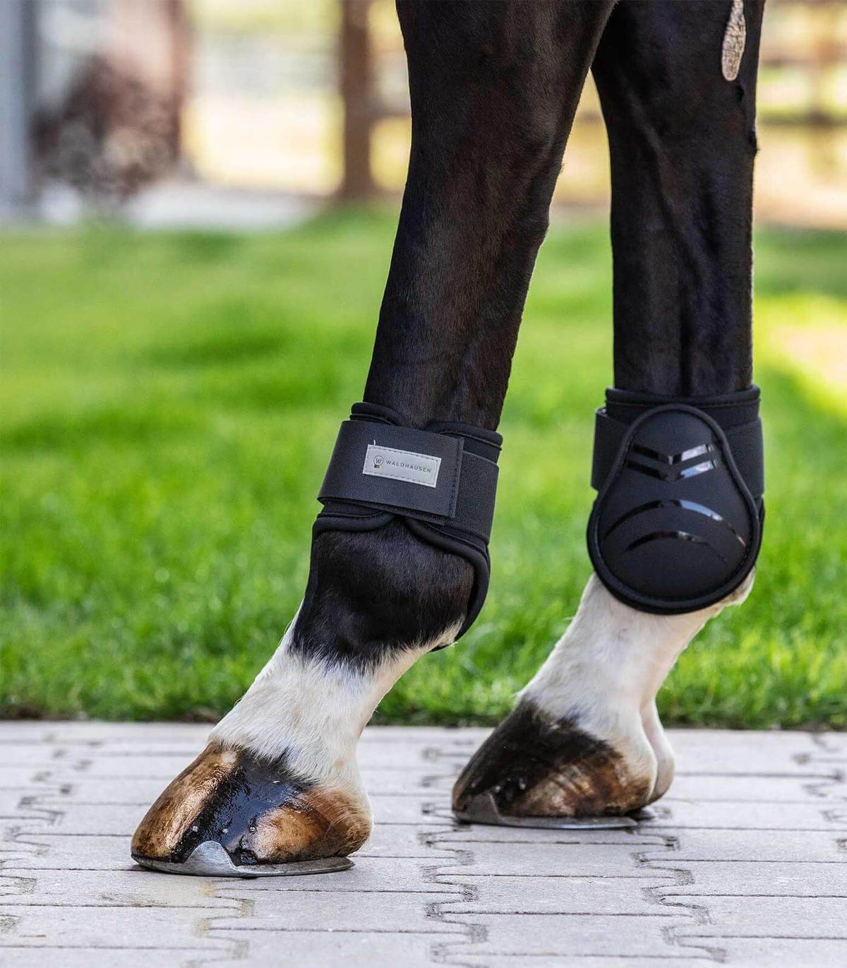 Waldhausen Streichkappe Basic Plus, Schwarz, am Pferdebein getragen.