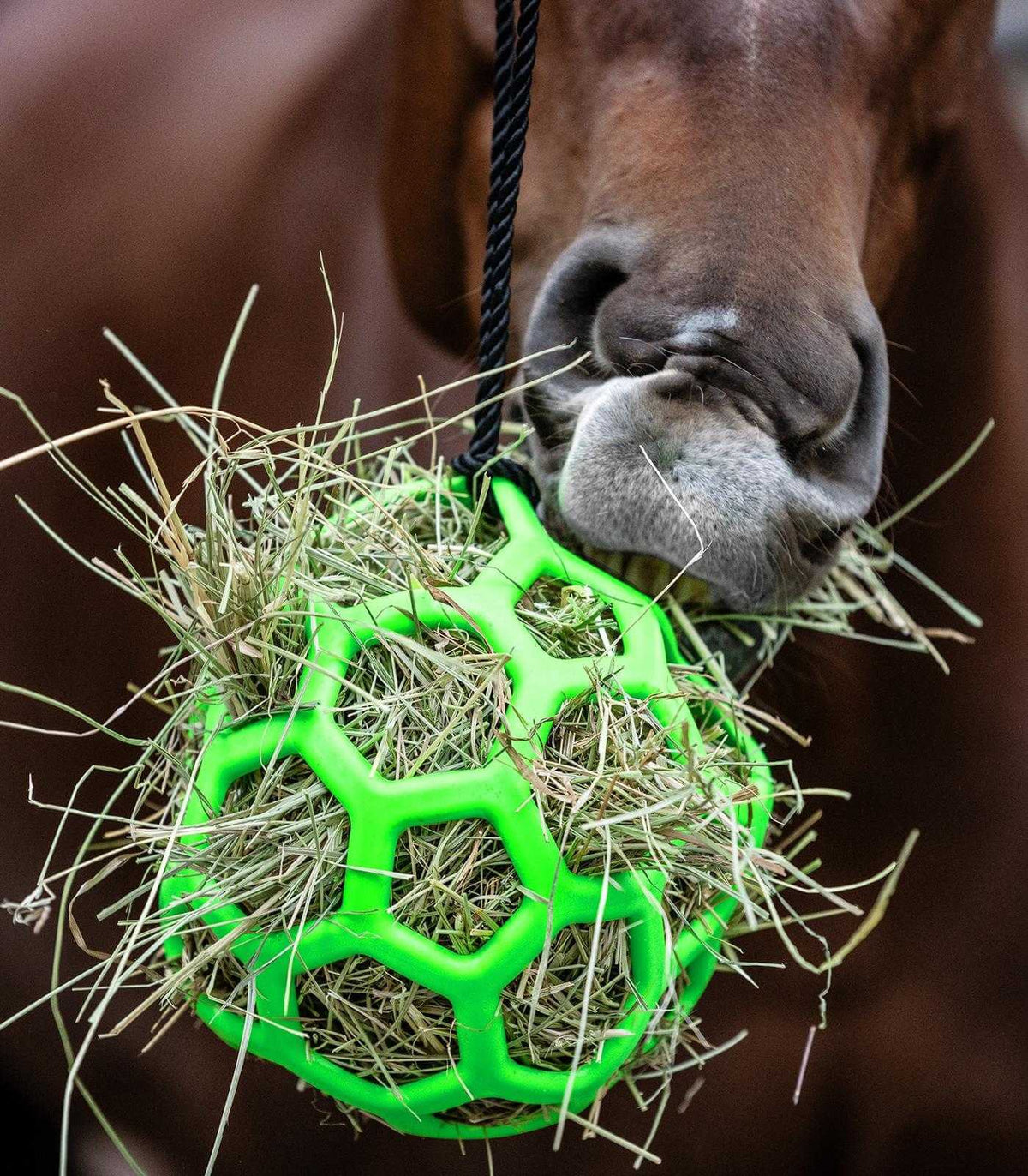 Waldhausen Heuball, Grün, Pferd frisst Heu aus dem Ball.