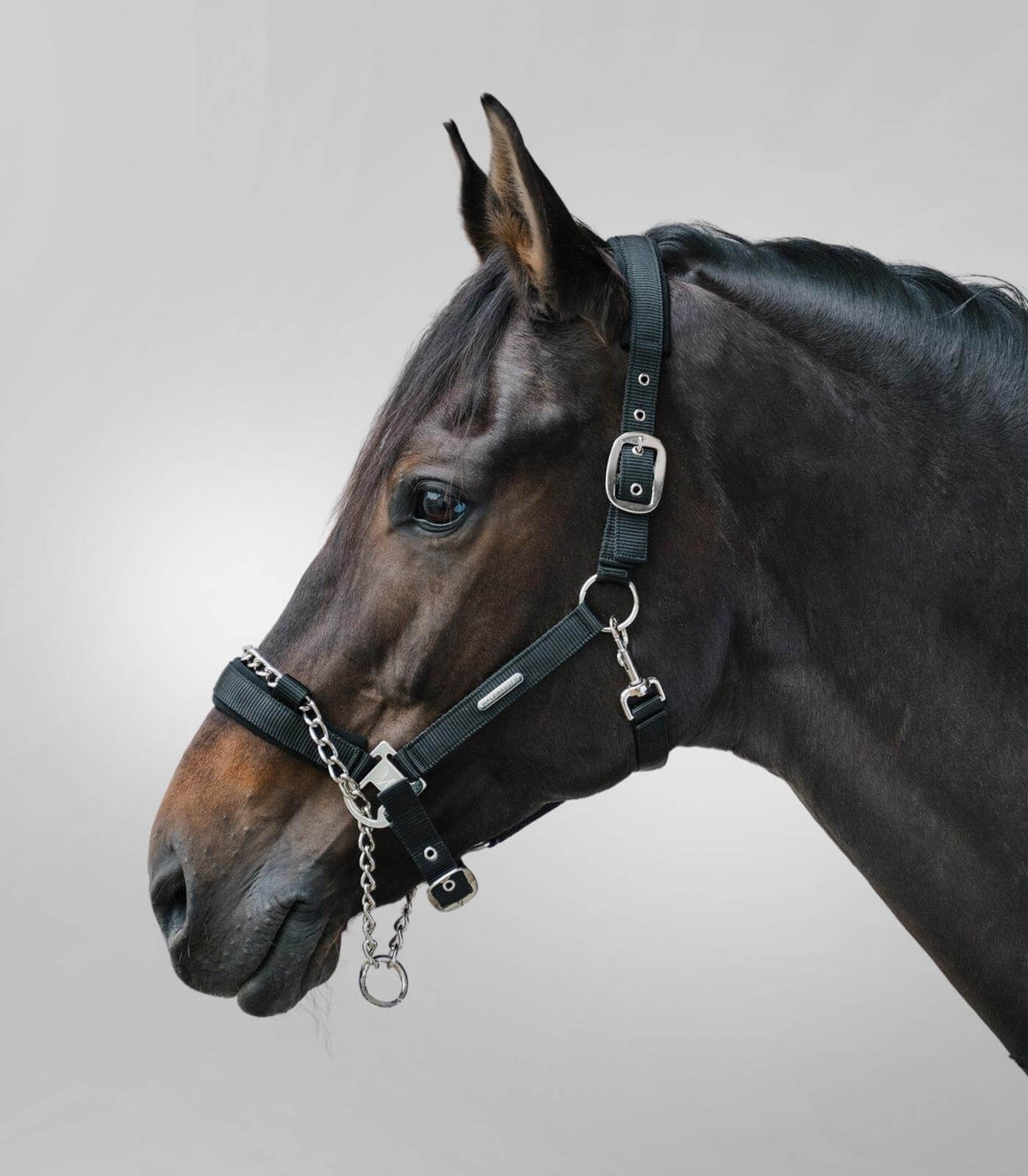 Waldhausen Halfter Pro Safety, Schwarz, Pferd mit Halfter und Kette im Profil.