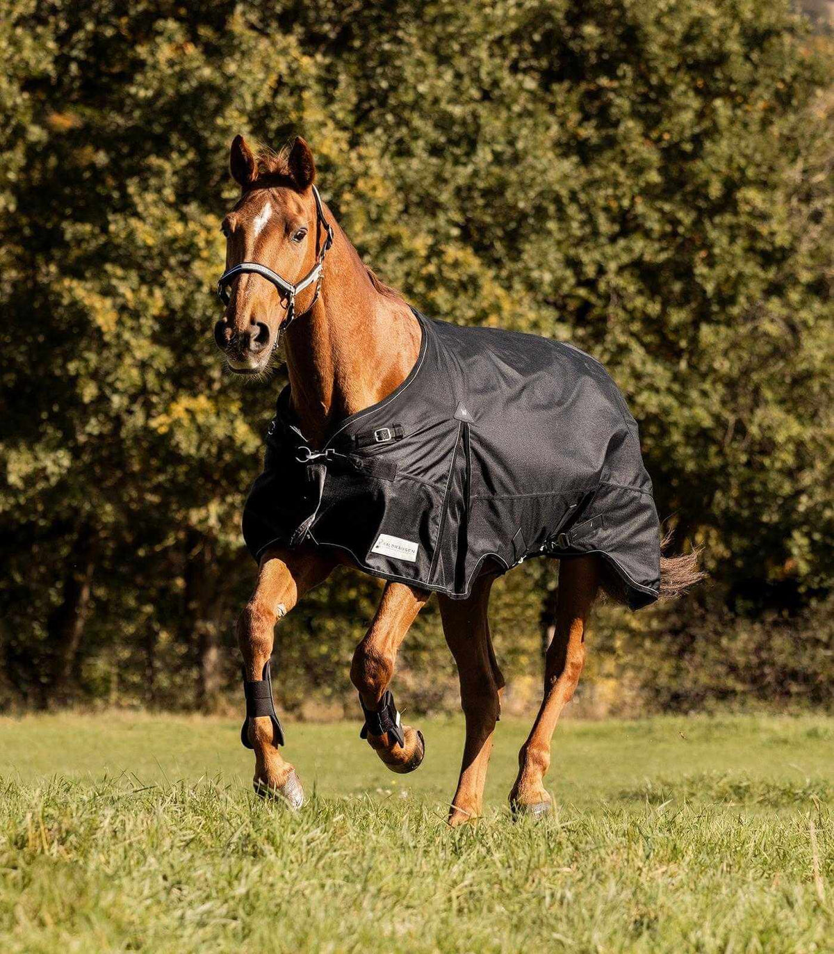 Waldhausen Outdoordecke 50g Scandic Weidedecke, Schwarz, Pferd auf der Weide.