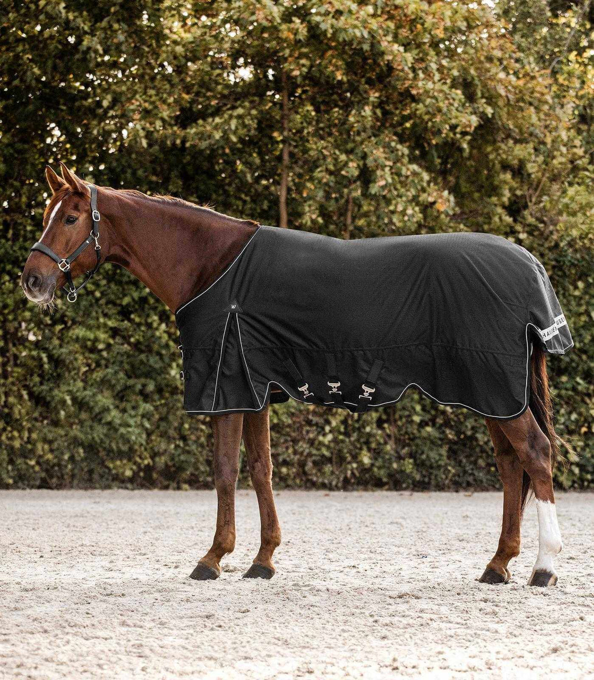 Outdoordecke 100g Scandic Weidedecke, Schwarz, Pferd trägt die Decke im Freien.