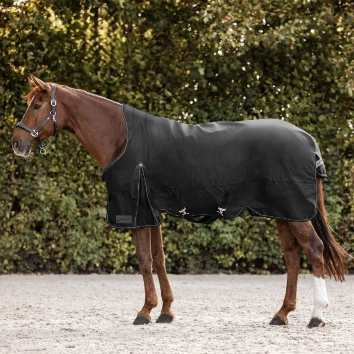 Waldhausen Outdoordecke 200g Arctic High Neck Weidedecke, schwarz, Pferd trägt die Decke im Freien.