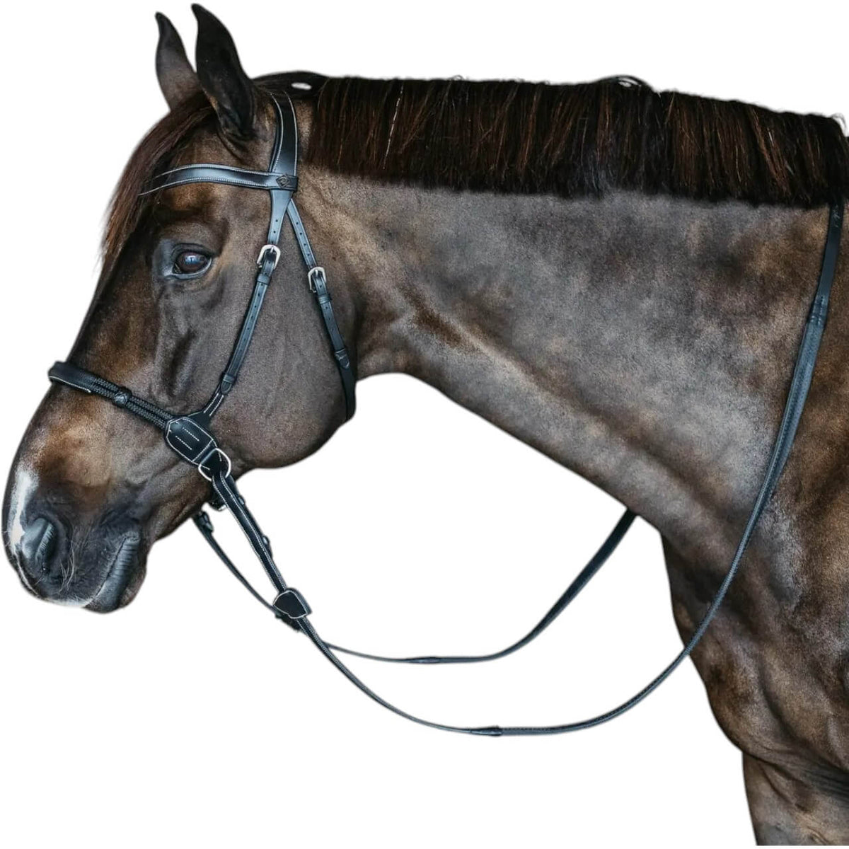Gebisslose Trense Bitless Bridle, Schwarz, am Pferdekopf getragen.