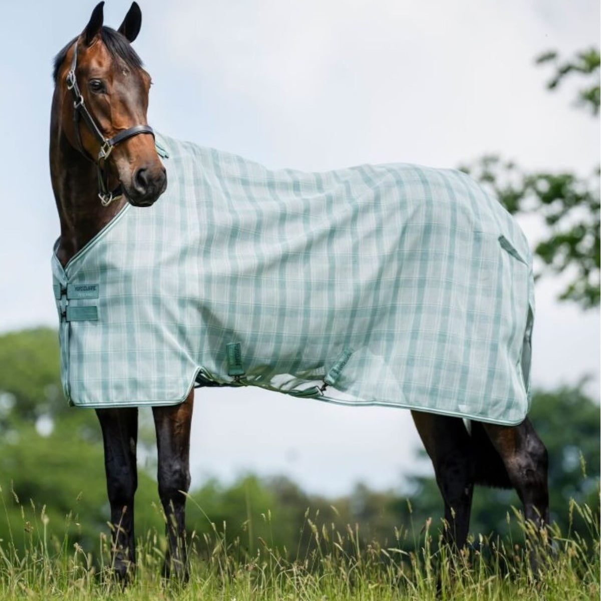 Horseware Ireland Fliegendecke Newmarket Fliegenschutz, Midsummer Blue, Pferd auf der Weide.