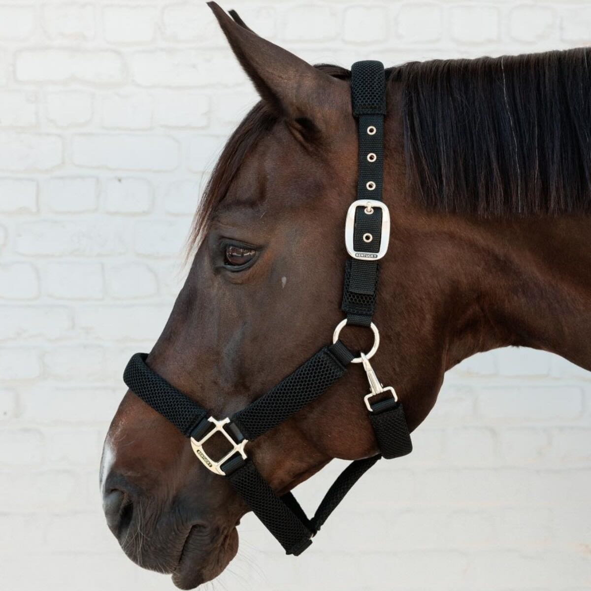 Kentucky Horsewear Halfter 3D Mesh Nylonhalfter, Schwarz, am Pferdekopf getragen.