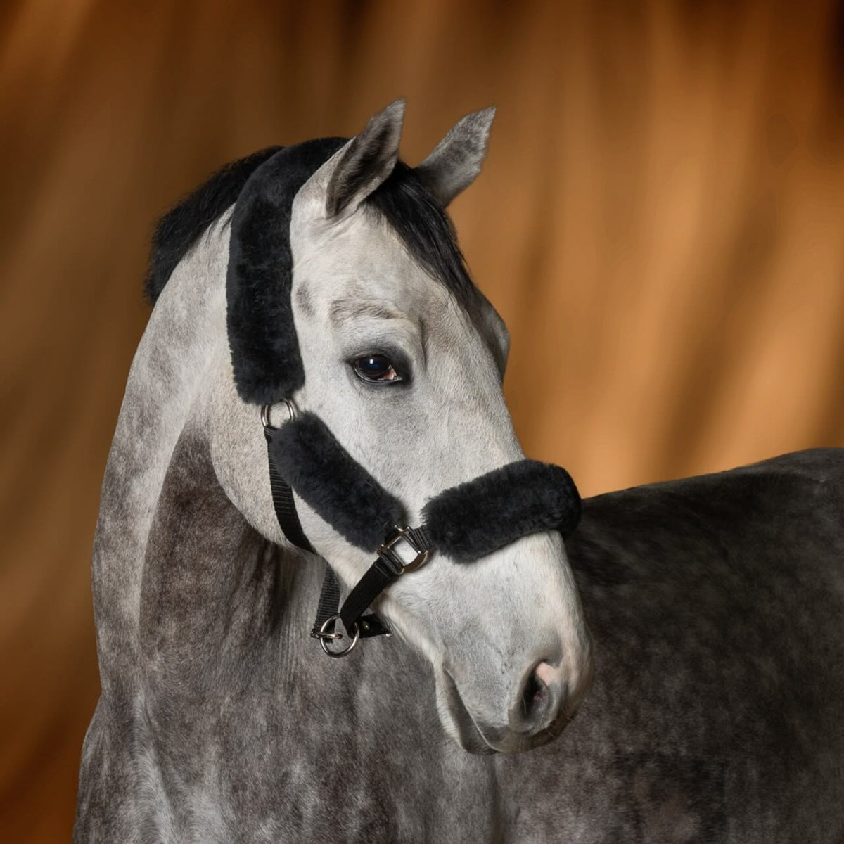 Halfter mit Lammfell Lammfellhalfter, Schwarz, am Pferdekopf getragen.
