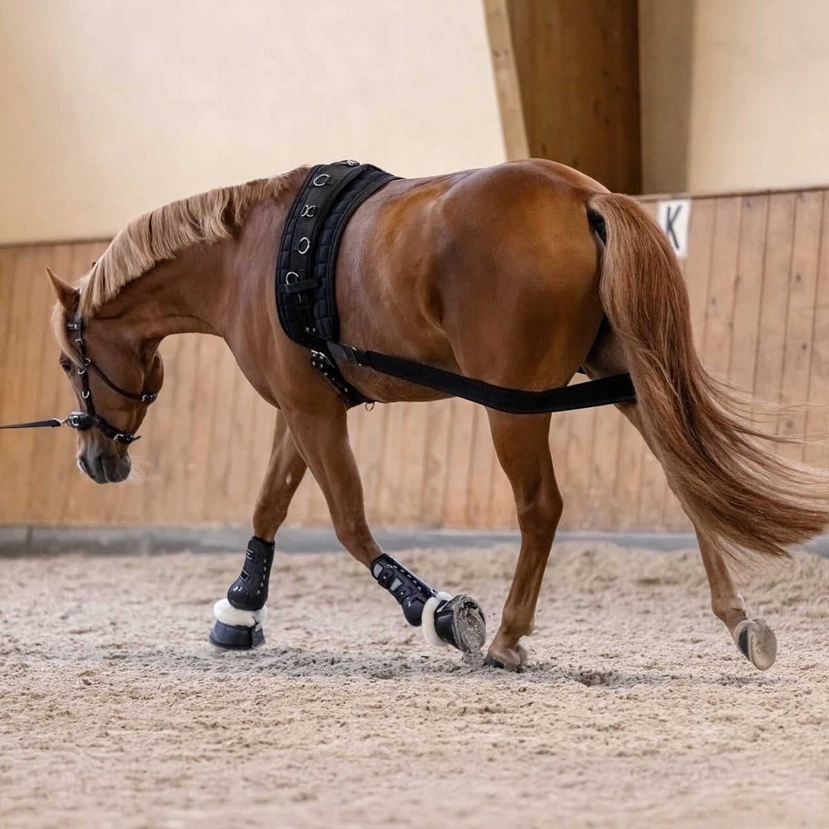 Waldhausen Körperbandage Hinterhandband, Schwarz, Pferd in der Reithalle mit angelegtem Band.