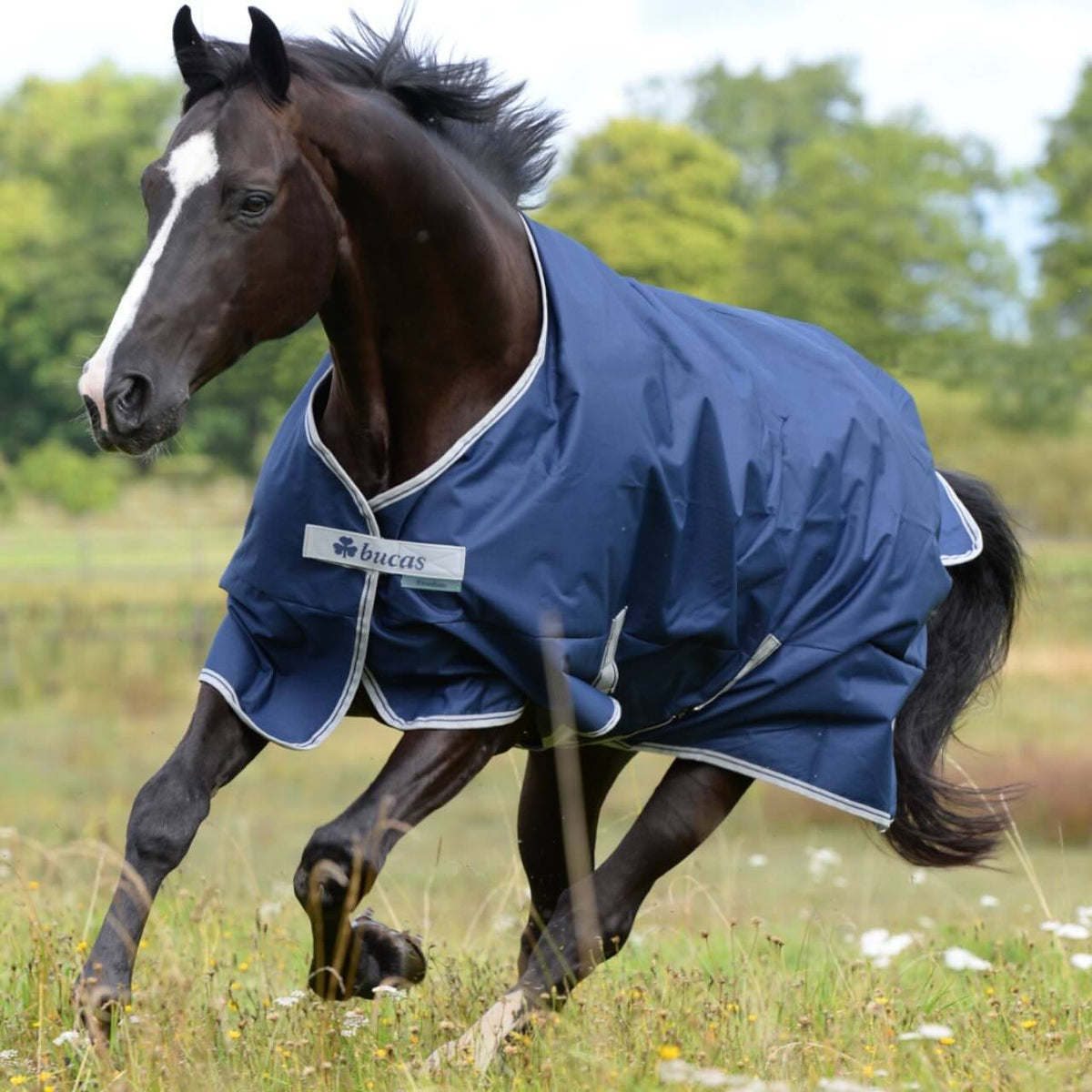 Bucas Outdoordecke 150g Freedom Turnout Weidedecke, Blue, Pferd auf der Weide.