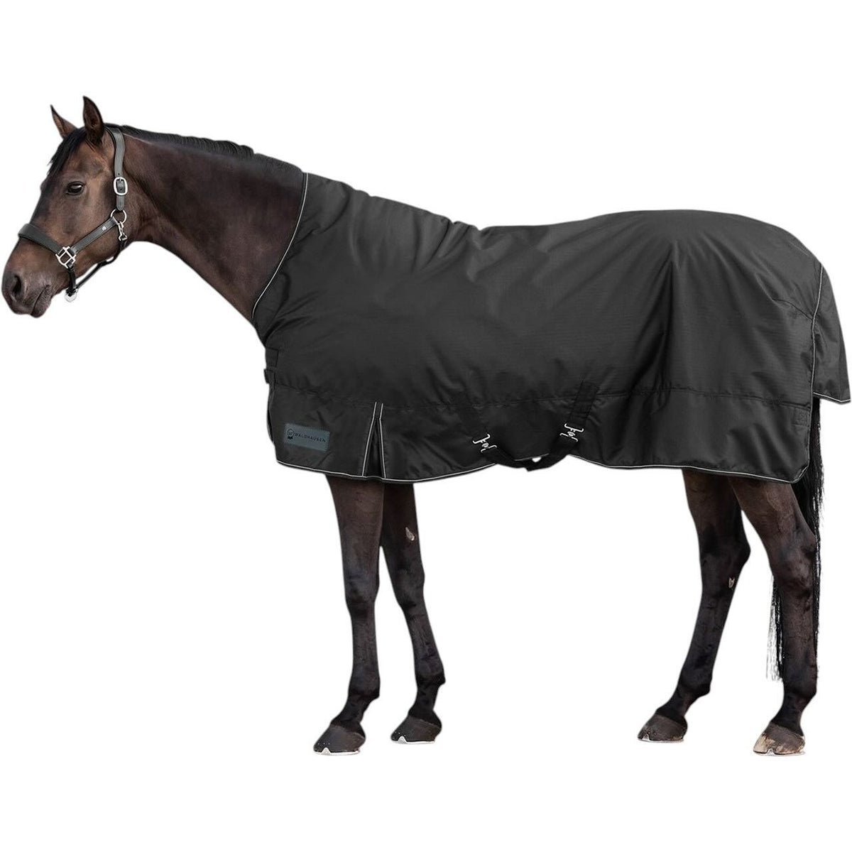 Waldhausen Outdoordecke 200g Nordic High Neck Weidedecke, Schwarz, Pferd trägt die Decke.