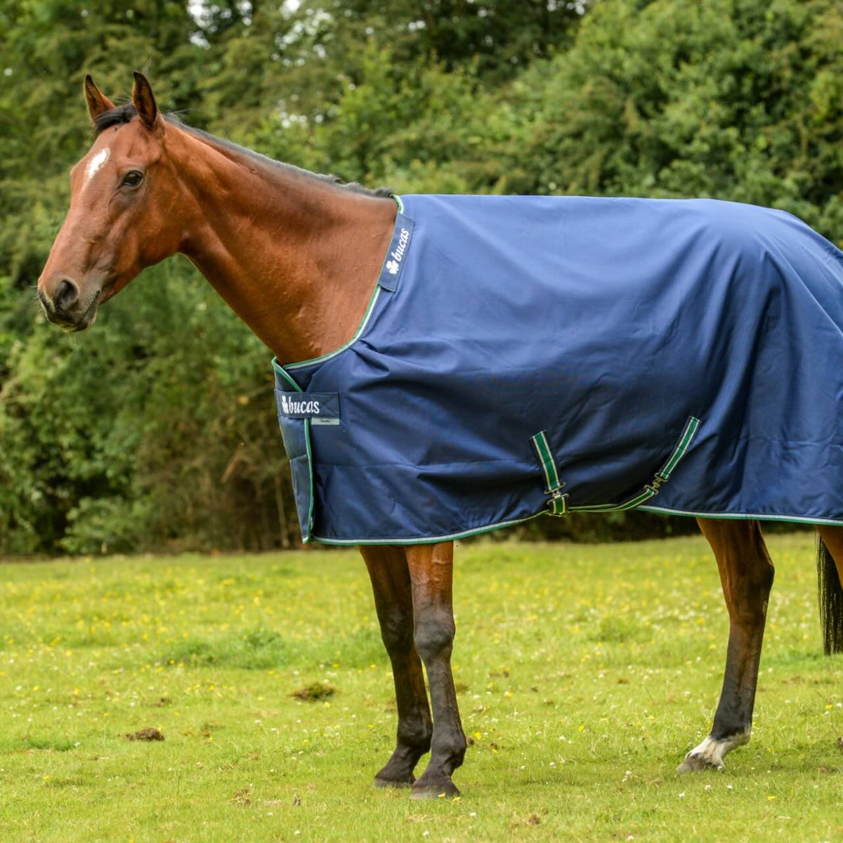 Bucas Outdoordecke 300g Smartex Turnout Extra Big Neck Weidedecke, Blau, Pferd auf der Weide.