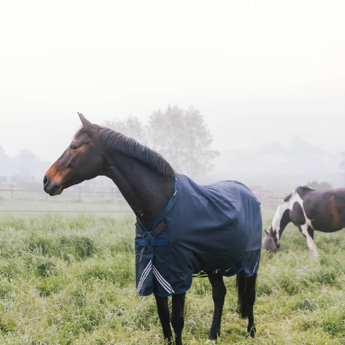 Outdoordecke 400g All Weather Waterproof Comfort Weidedecke, Marineblau, Pferd auf der Weide.