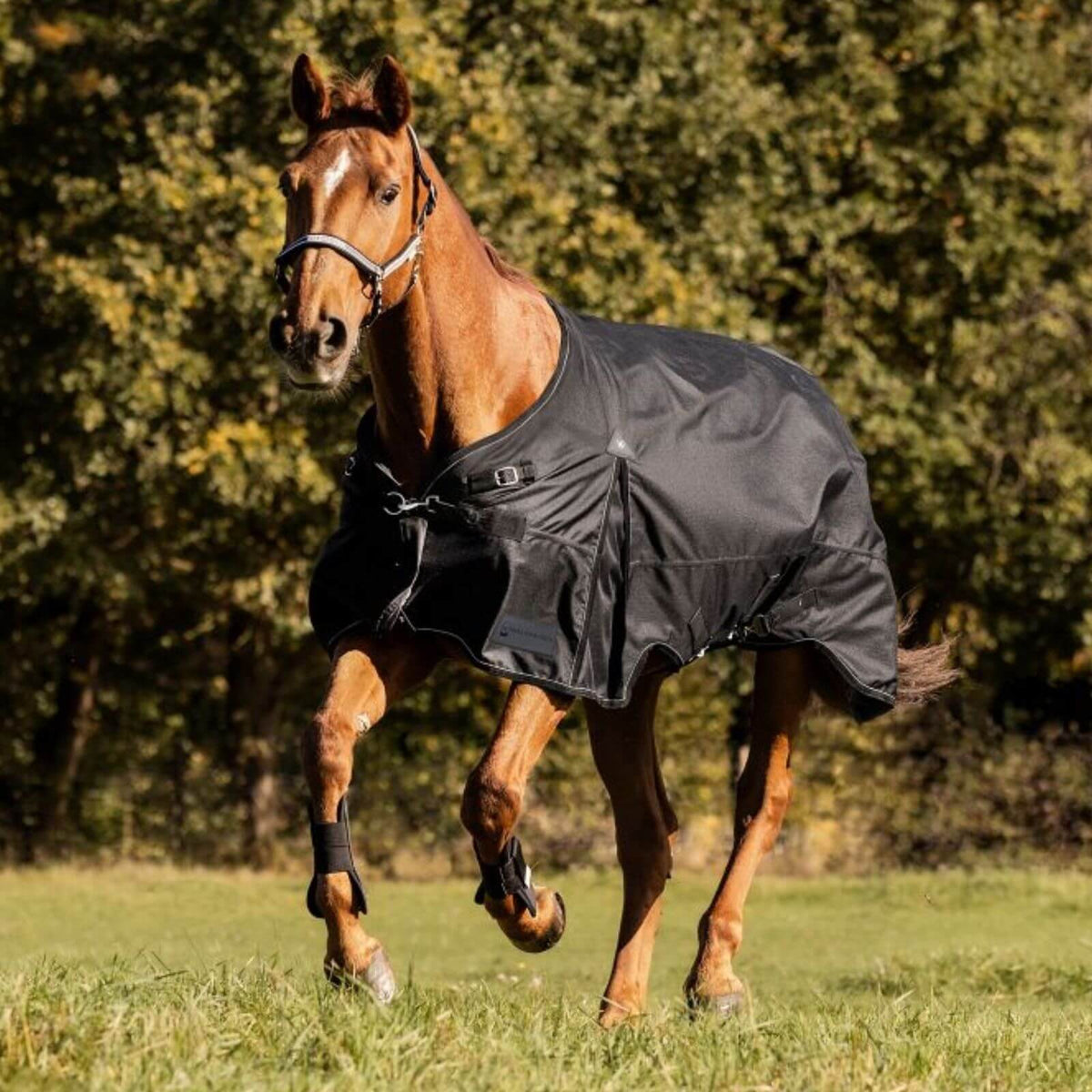 Waldhausen Outdoordecke 300g Scandic Weidedecke, Schwarz, Pferd auf der Weide.