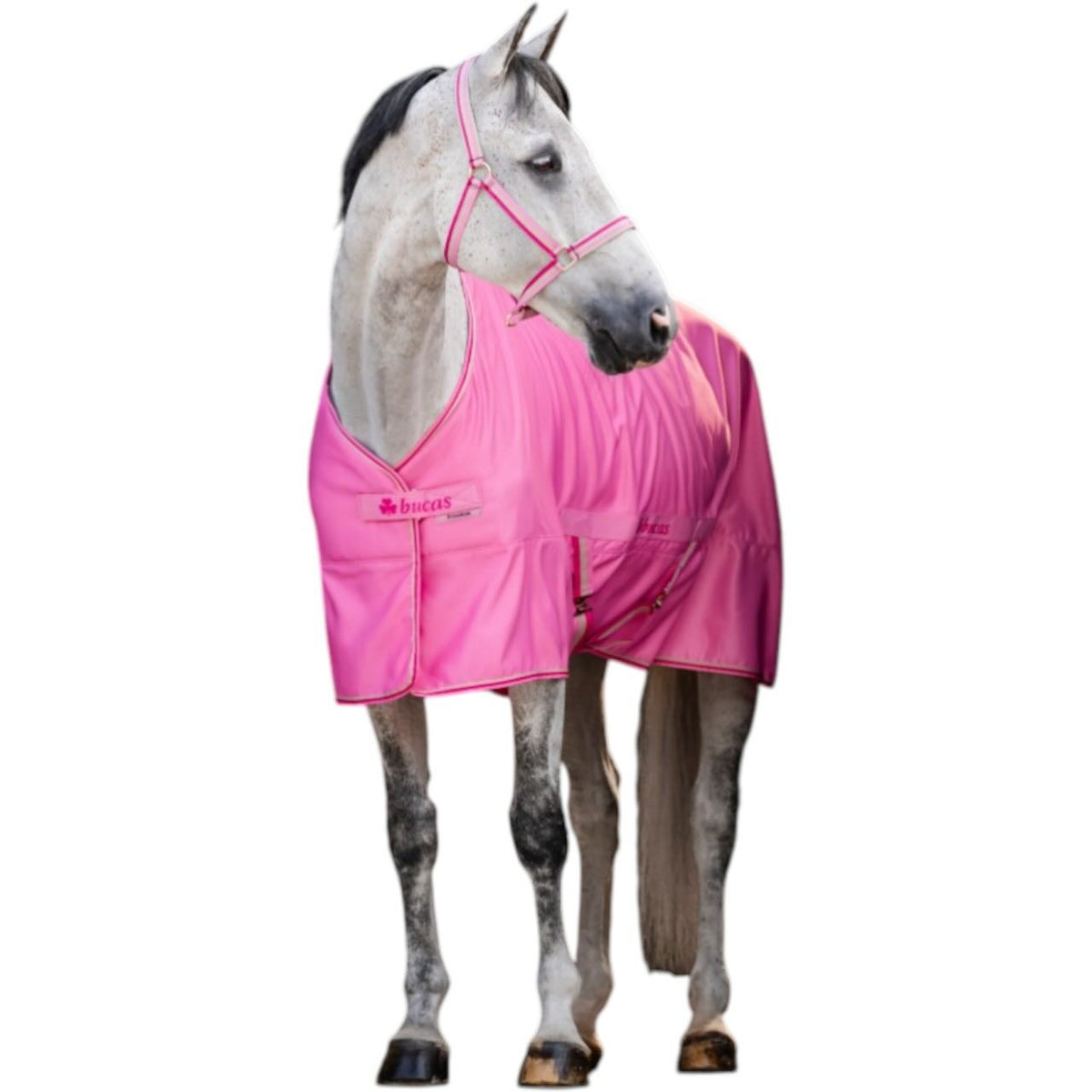 Bucas Stalldecke 0g Freedom Twill Sheet Transportdecke, Aurora Pink, Pferd trägt die Decke.
