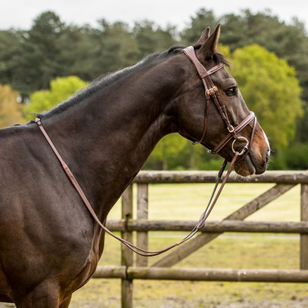 Trust Equestrian Trense Knokke Englisch Kombiniert Trensenzaum, Braun, Pferd im Profil mit Trense.