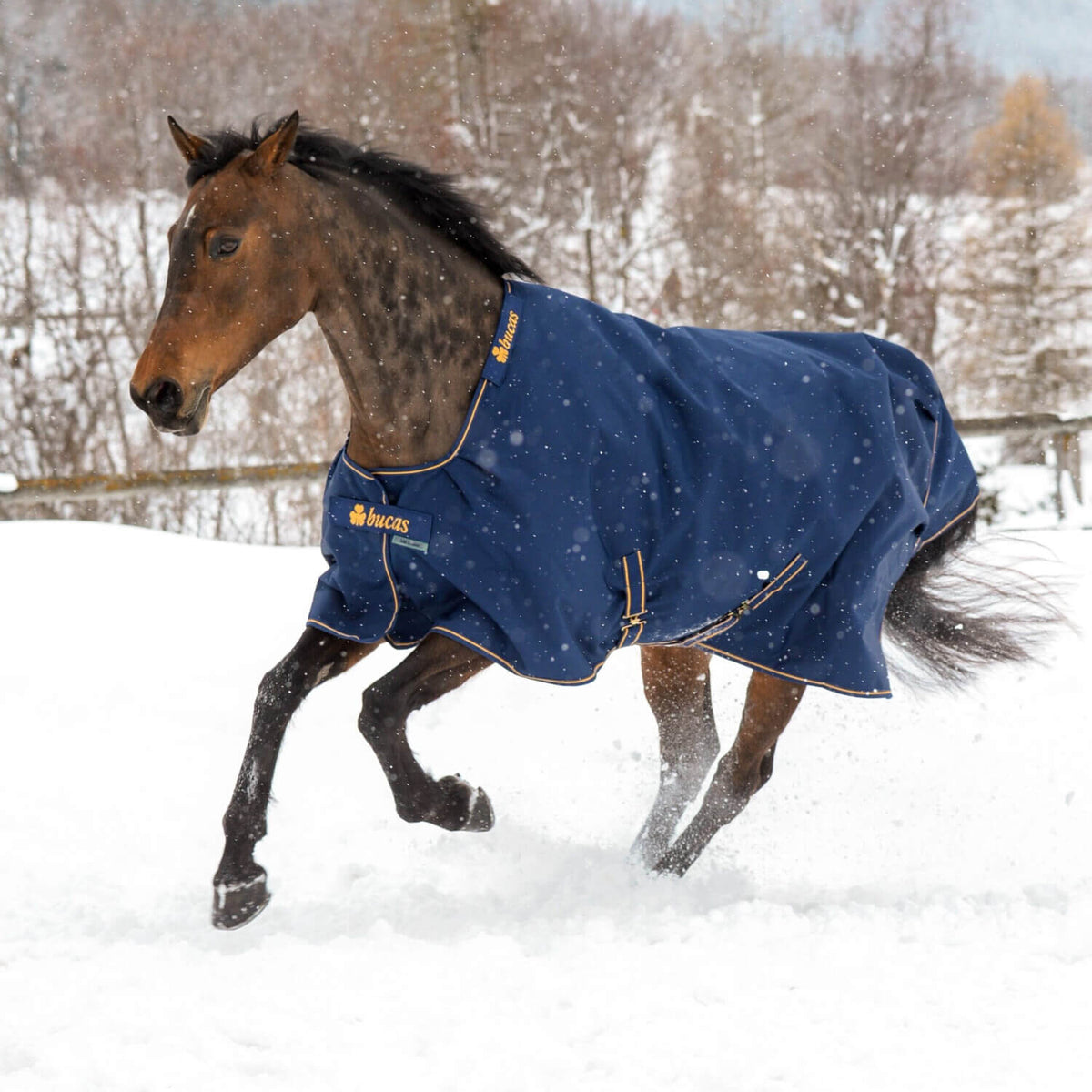 Bucas Outdoordecke 300g Irish Turnout Weidedecke, Gold/Navy, Pferd im Schnee.