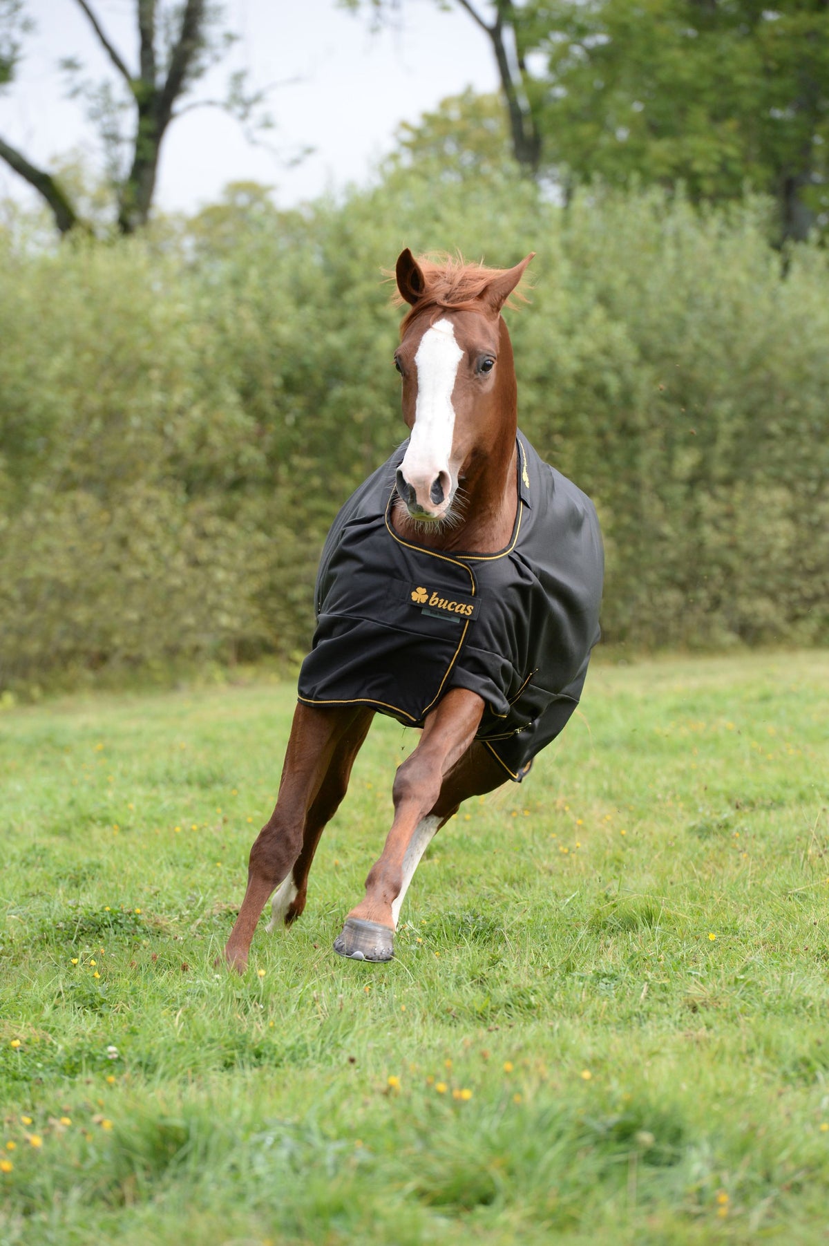 Bucas Outdoordecke 300g Irish Turnout, Schwarz, Pferd auf der Wiese.