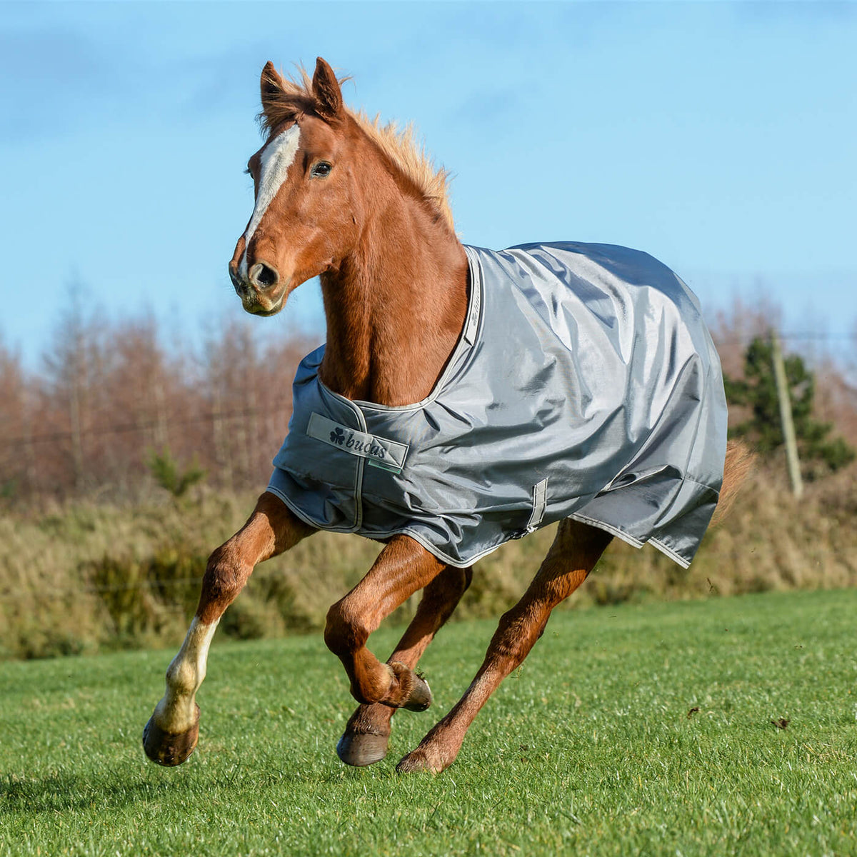 Bucas Outdoordecke 300g Smartex Turnout Extra Weidedecke, Grau, Pferd auf der Weide.