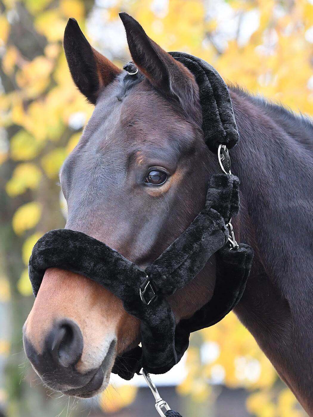 Halfter Guard Kunstfell, Schwarz, Pferd mit Halfter am Kopf.