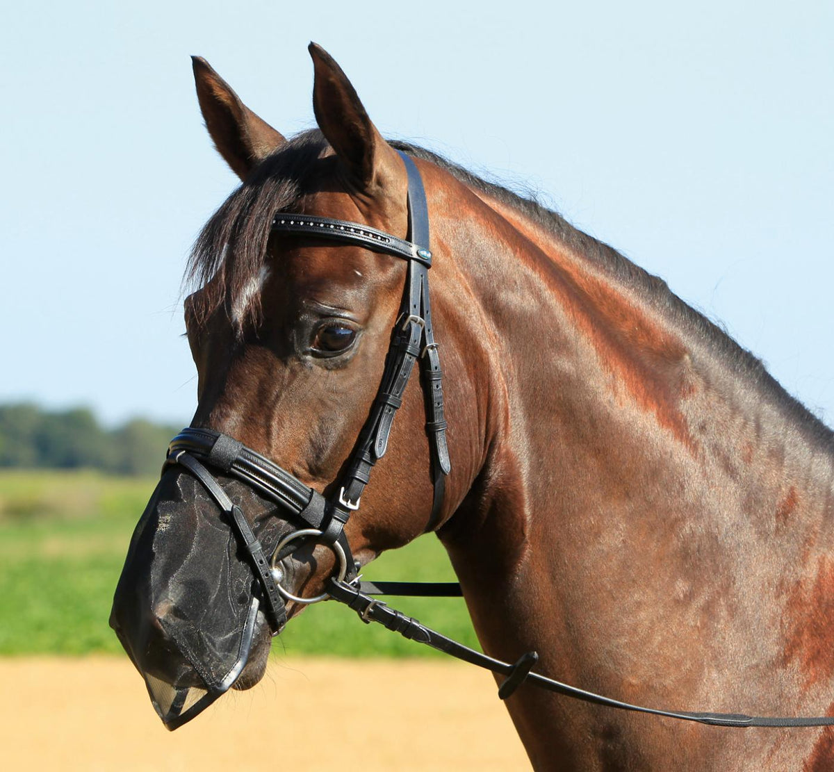 BUSSE Nüsternschutz Fly Protector, Schwarz, am Pferd im Freien.