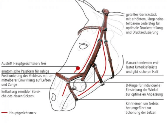 Trense Modena Zaumzeug, Detailaufnahme am Pferdekopf mit Anatomiehinweisen.
