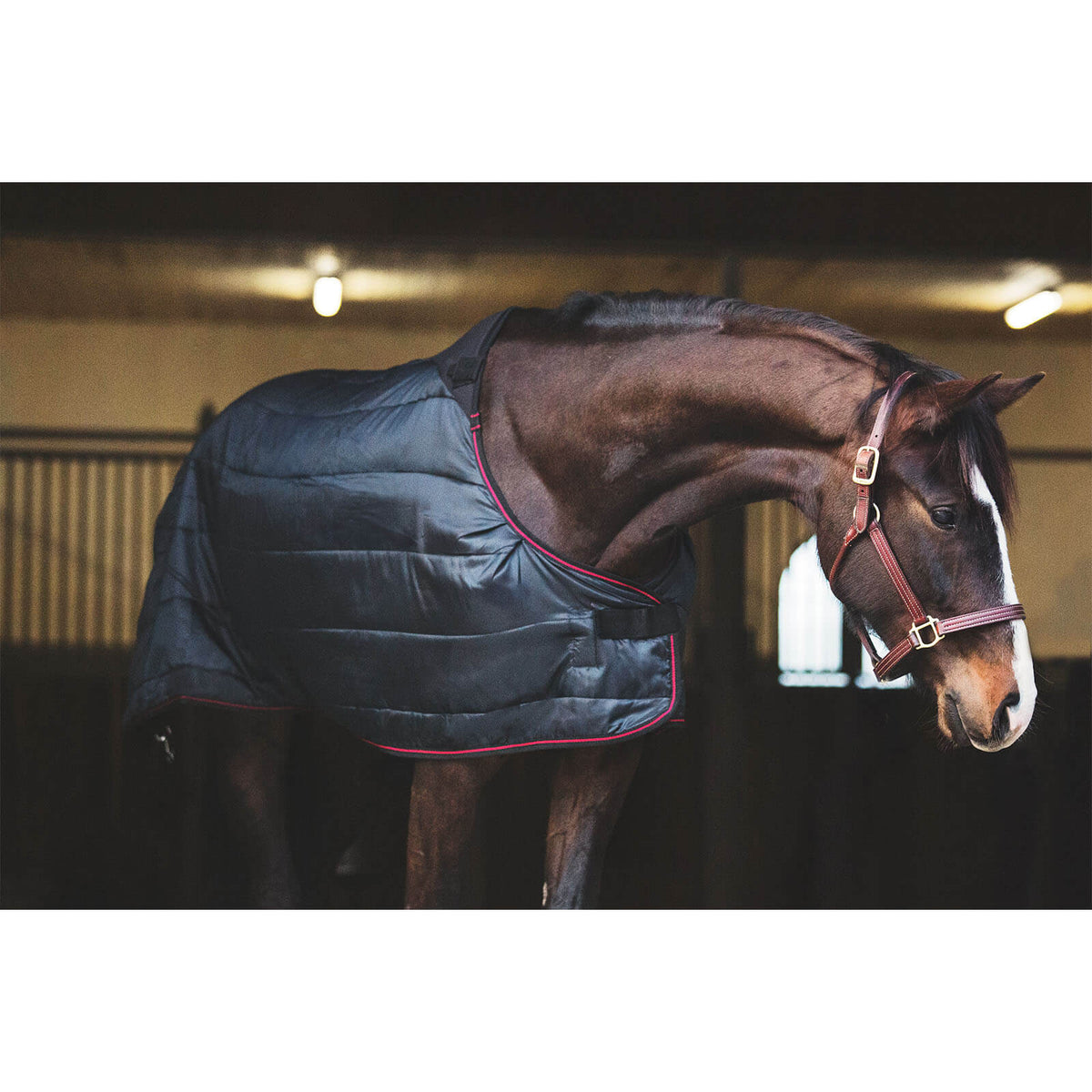 Catago Equestrian Unterdecke 300g Dual Pro Liner Unterziehdecke, schwarz, Pferd trägt die Unterdecke im Stall.