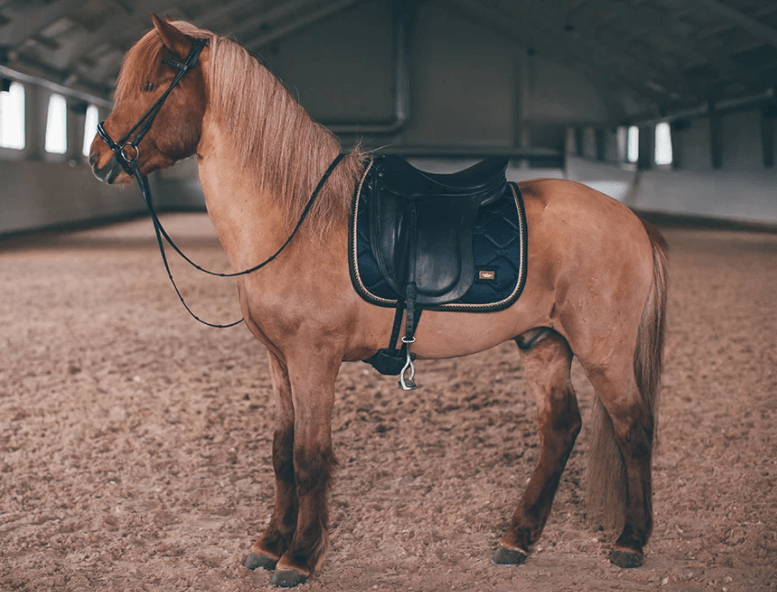 Dressurschabracke Royal Classic COB, Shiny Navy, Pferd in der Reithalle mit Sattel.