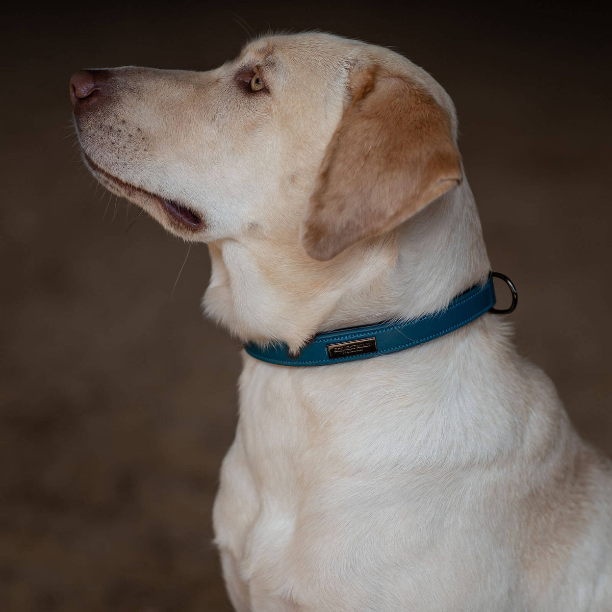 Equestrian Stockholm Hundehalsband Aurora Blues HW 2022 Lederhalsband, Aurora Blues, Hund trägt das Halsband.