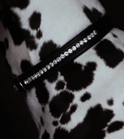 Hundehalsband Black Edition, schwarze Variante, Detailaufnahme am Hund getragen.