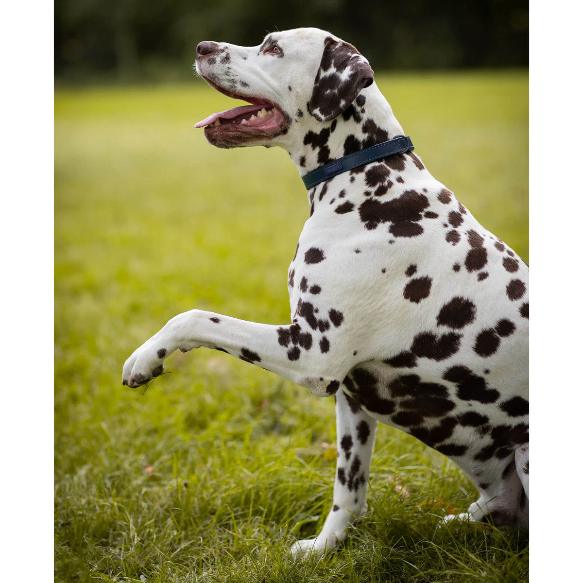 Hundehalsband Blue Meadow FS 2023 Lederhalsband, Blue Meadow, Dalmatiner im Gras trägt das Halsband.