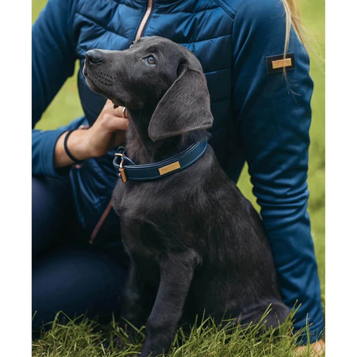 Hundehalsband Monaco Blue HW 2021, Monaco Blue, Hund trägt es im Freien.