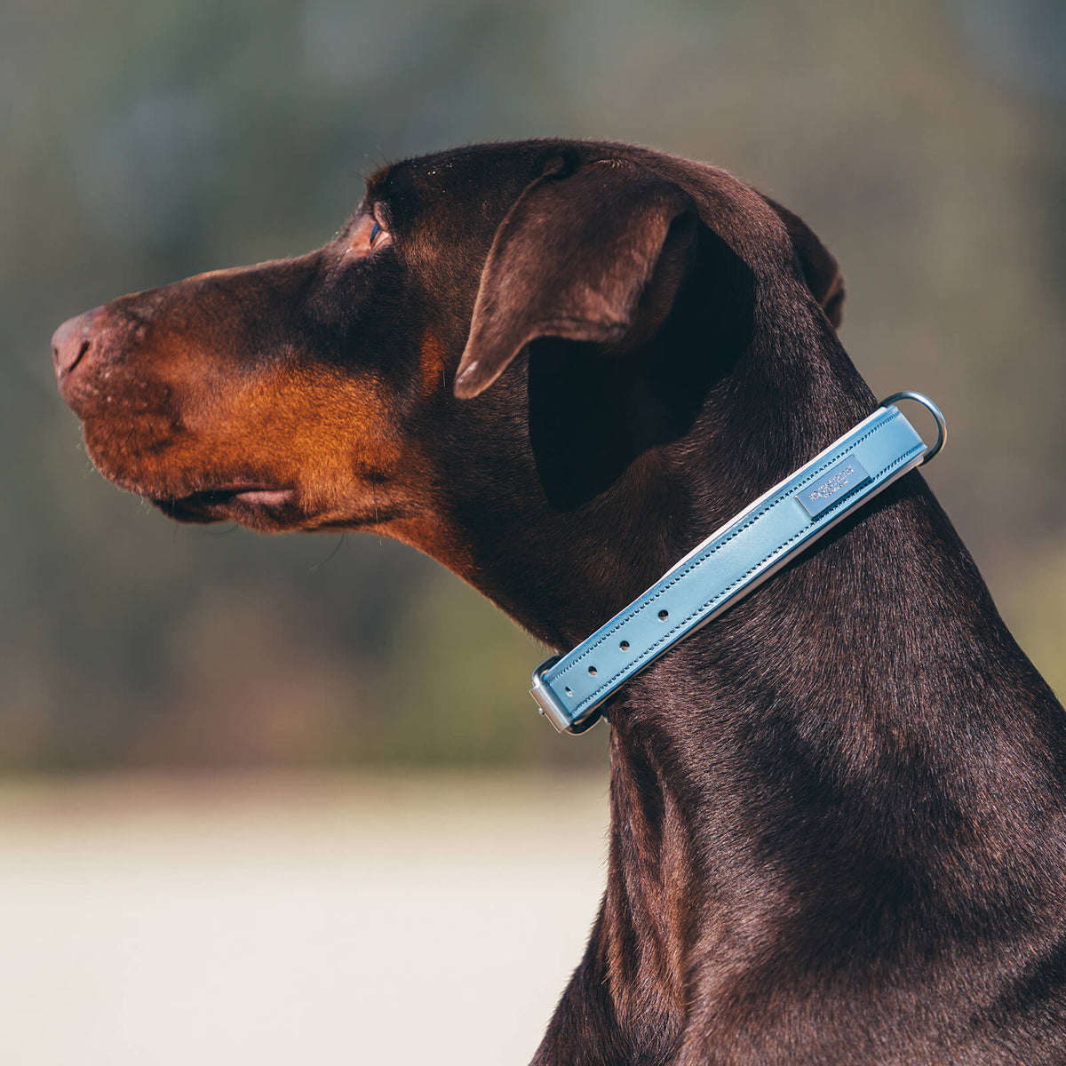 Hundehalsband Stone Blue FS 2022, Stone Blue, Hund trägt das Halsband im Profil.