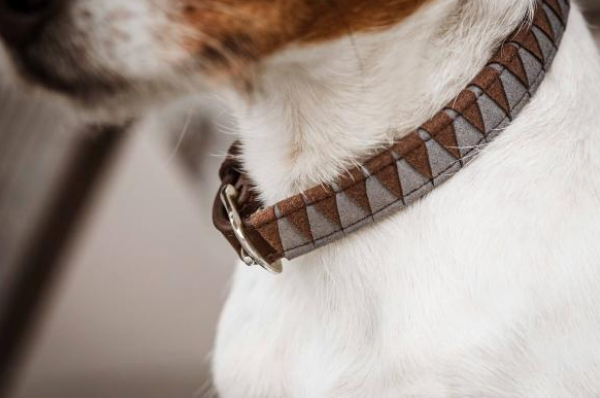 Hunde Halsband Triangle Hundehalsband, Detailaufnahme am Hund.