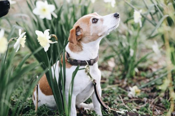Hunde Halsband Velvet Leather Lederhalsband, Hund trägt das Halsband im Blumenbeet.