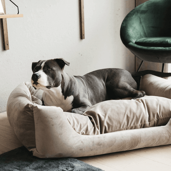 Hundebett Velvet Hundekissen Hundekörbchen Samt