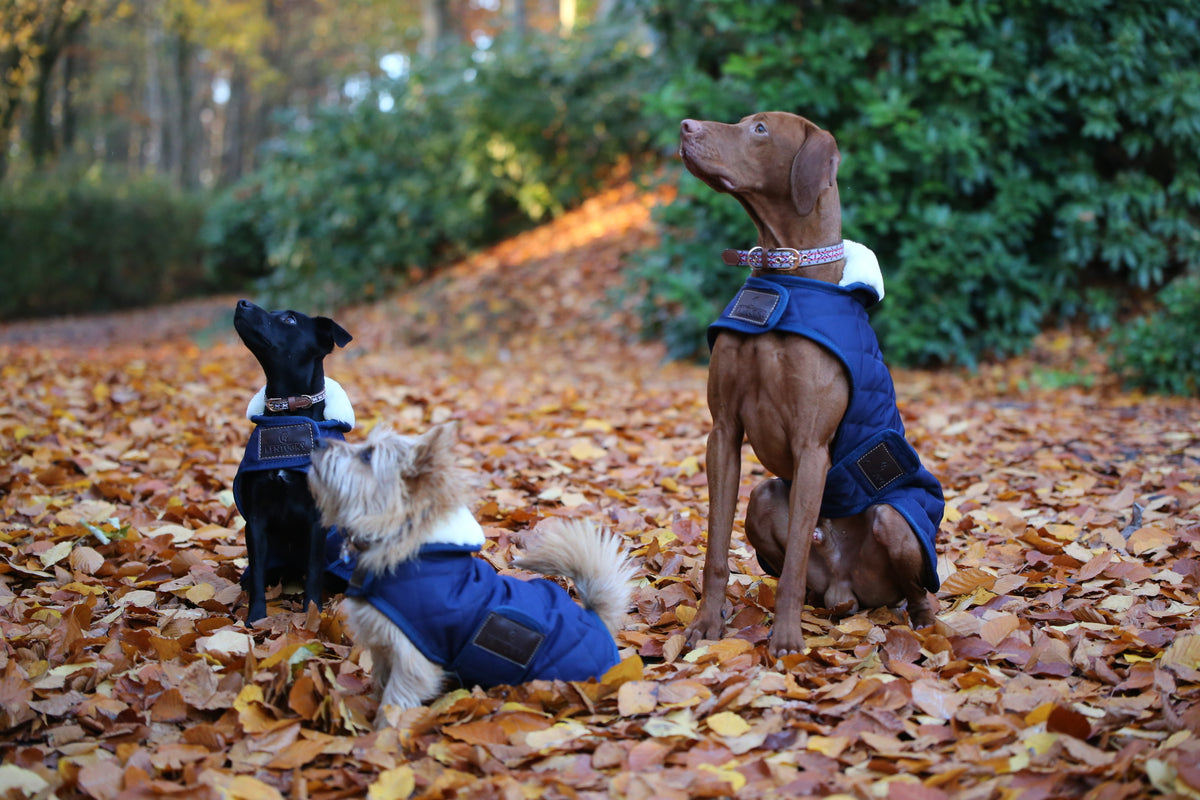 Kentucky Dogwear Hundemantel Original Hundejacke, Midsummer Blue, mehrere Hunde tragen den Mantel im Herbstlaub.