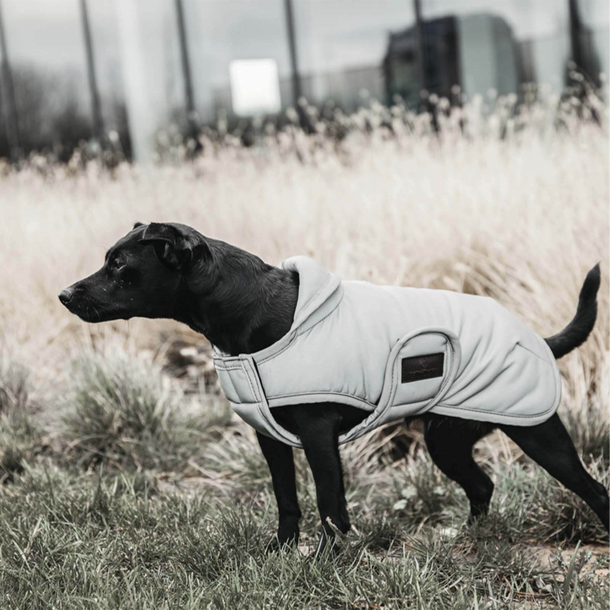Hundemantel Reflective & Water Repellent 150g Wintermantel wasserabweisend, Hellgrau, Hund trägt den Mantel im Freien.
