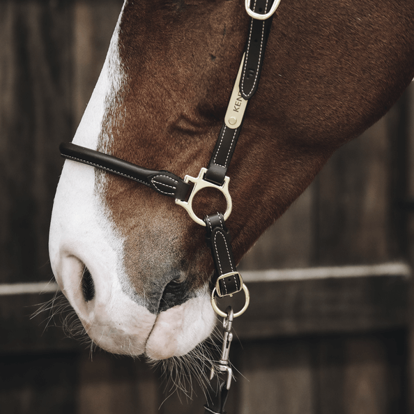 Kentucky Horsewear Stallhalfter Leder, Black, Detailaufnahme am Pferdekopf.